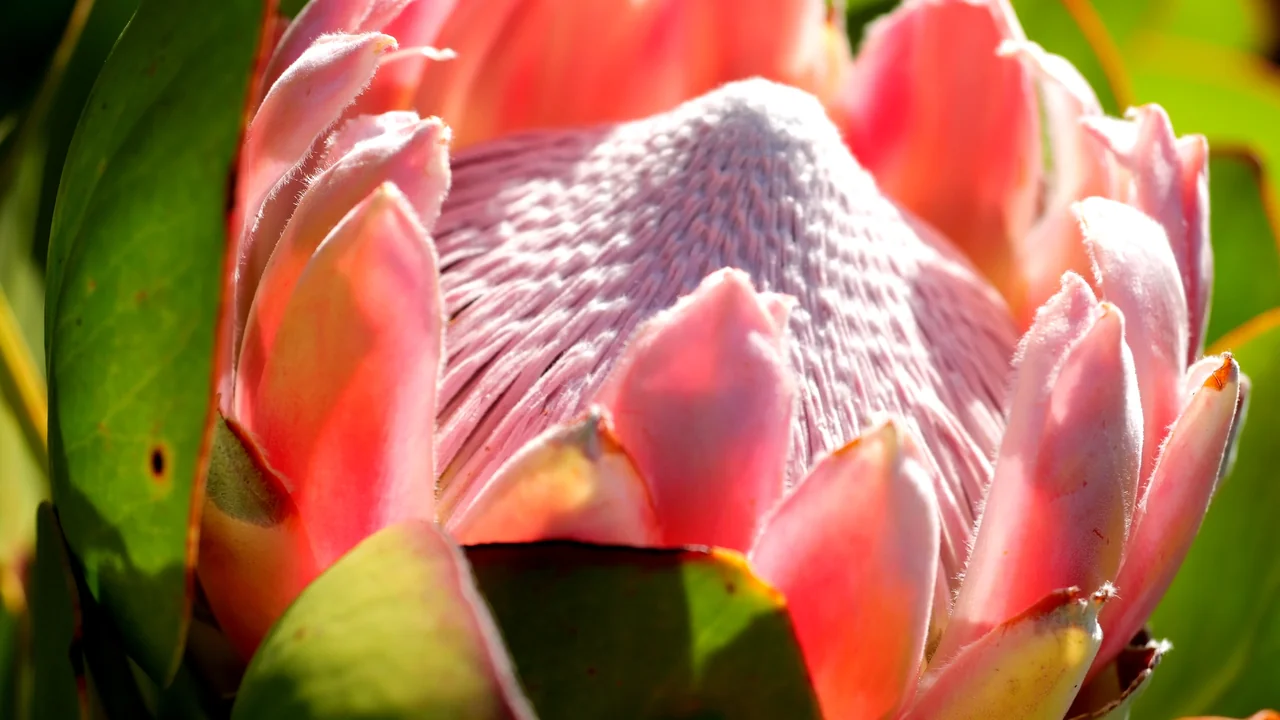 Proteas
